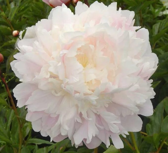 Пион мунстоун фото Herbaceous Peonies - Peonies Peonies, Planting peonies, Pretty flowers