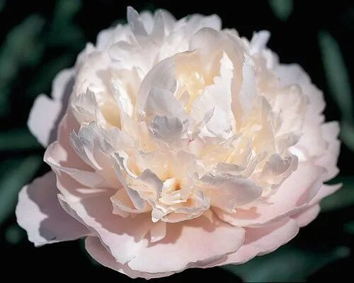 Пион мунстоун фото Lucious-looks good enough to eat at Alaska Perfect Peony Peonies, Peonies garden