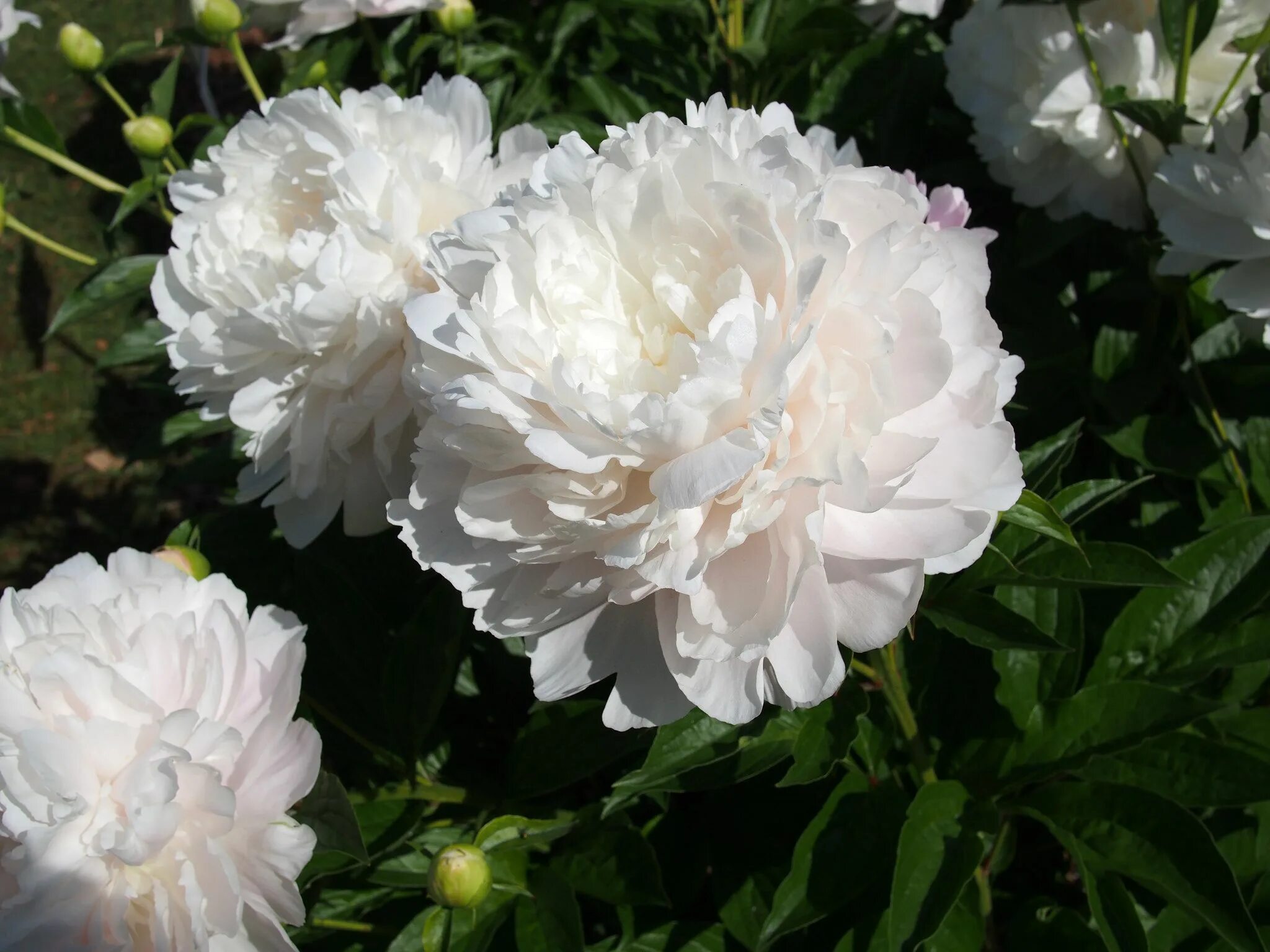 Пион мунстоун фото Double Chinese Peony 'Moonstone'
