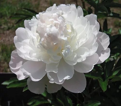 Пион мунстоун фото A Side-bud of Moonstone. Peonies garden, Beautiful flowers, Peonies