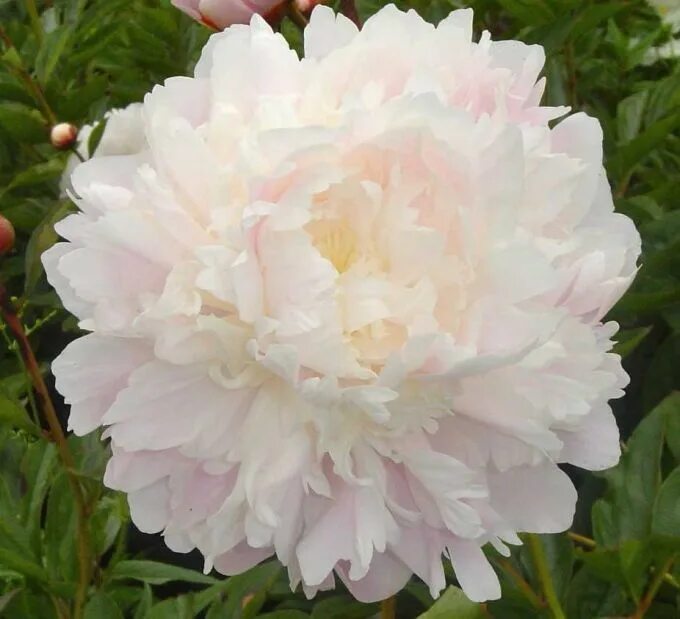 Пион мунстоун фото и описание Moon River- Blush Pink Double Herbaceous Peony -Paeonia Peonies, Pretty flowers,