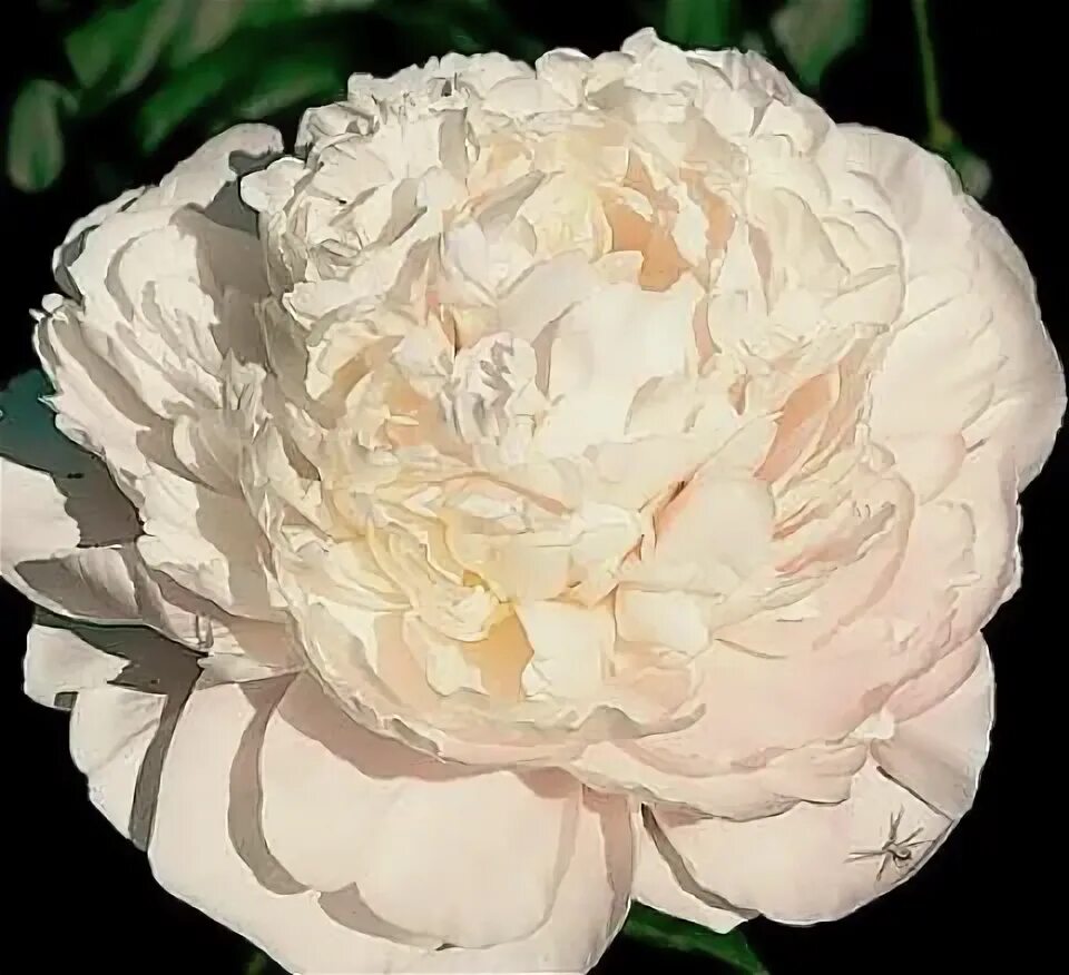 Пион мунстоун фото и описание Moonstone - PeoniamiA Pansies flowers, Peonies, Flower farm