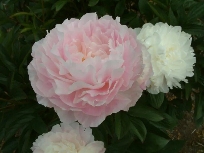 Пион мунстоун фото и описание Пион Мунстоун / Лунный камень ( Paeonia Moonstone ). Махровый розовидный. Цветок