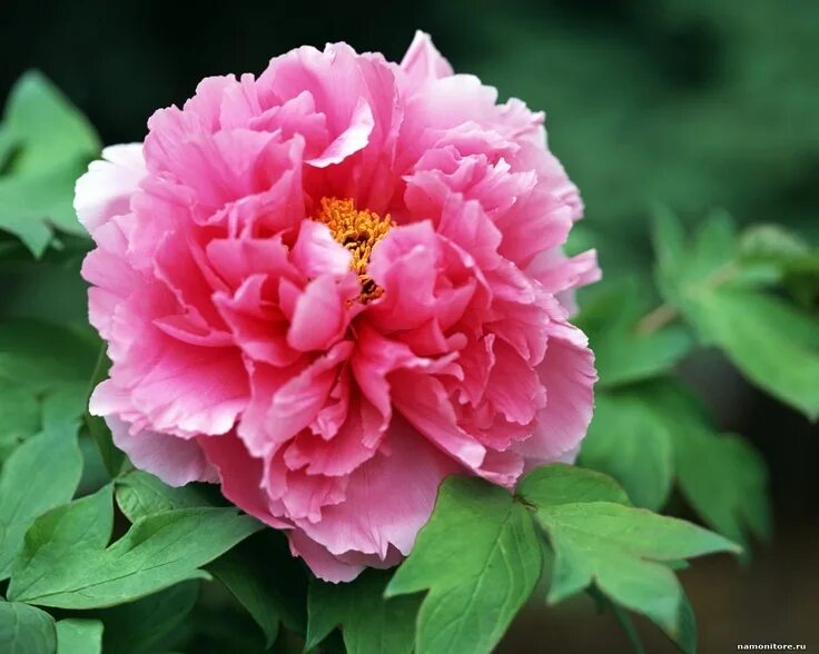 Пион мустай карим фото Peony. National Park Wangcheng, China.