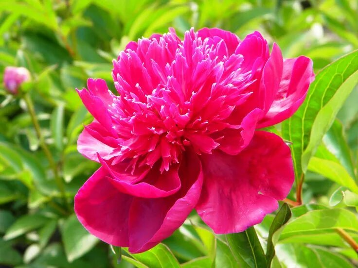 Пион мустай карим фото Картинки по запросу японские пионы Flowers, Plants, Drawings