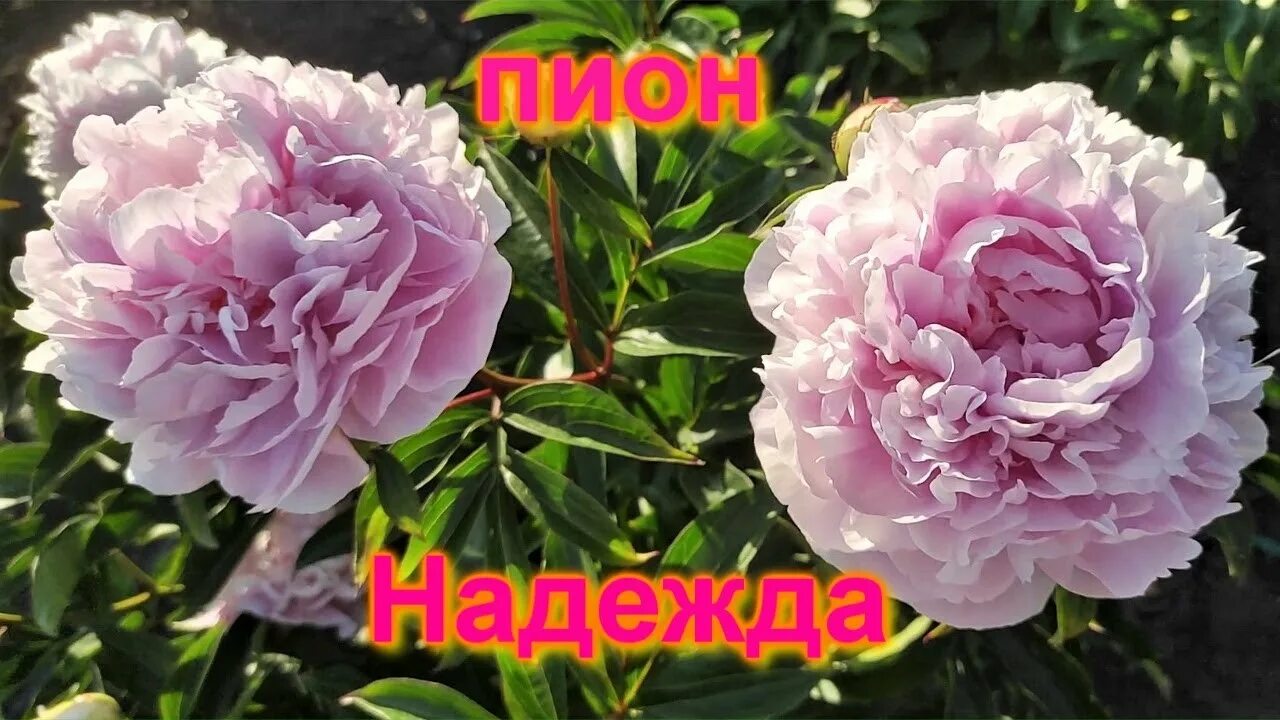 Пион надежда фото Пион Надежда (Акимов М.И.) - YouTube