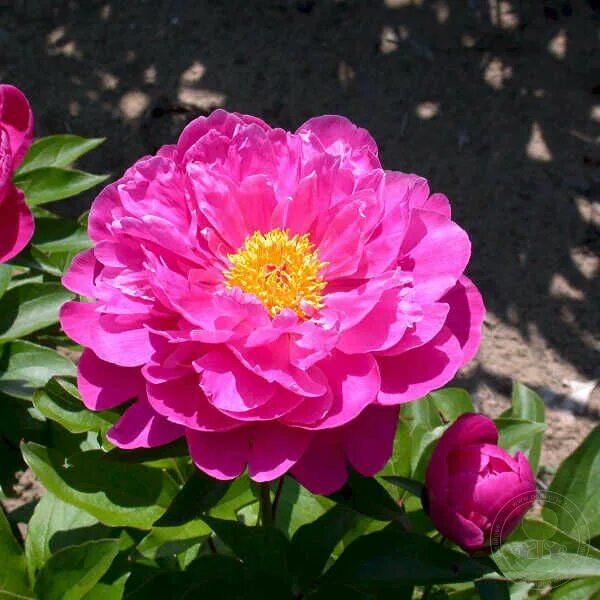 Пион найс гал фото Пион Найс Гал (Paeonia Nice Gal) купить в Москве по низкой цене из питомника, до