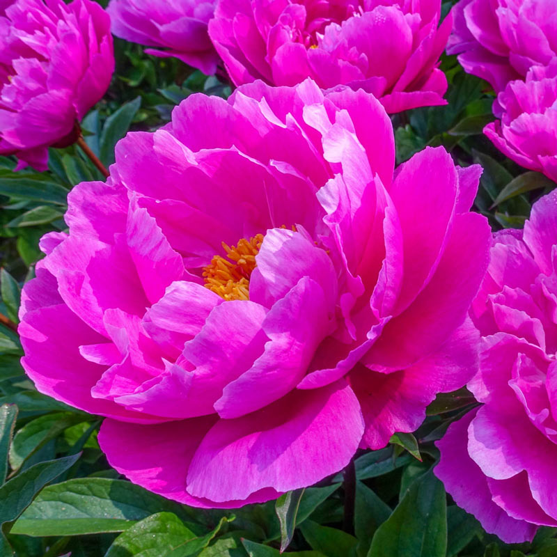 Пион найс гал фото NICE GAL' Peony (Paeonia x lactiflora 'nice gal') - Champlain Peony Company