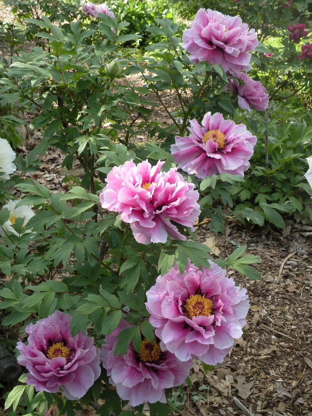 Пион найс гал фото и описание Just another WordPress.com site Peonies garden, Peonies, Beautiful flowers