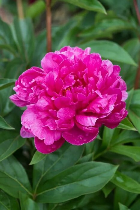 Пион найс гал фото и описание Paeonia lactiflora &s;Nice Gal&s; peony &s;Nice Gal&s; Herbaceous Perennial/RHS