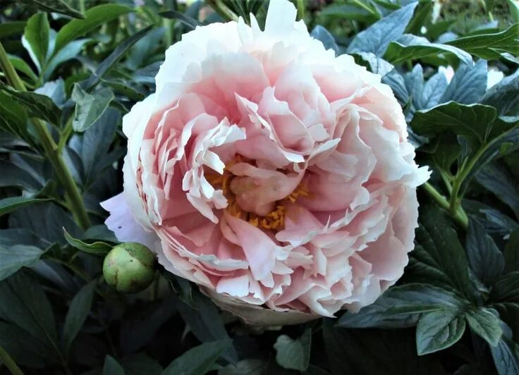 Пион нельдас джой фото Nelda's Joy' - Svenska Pionsällskapet Blommor, Pioner, Växter