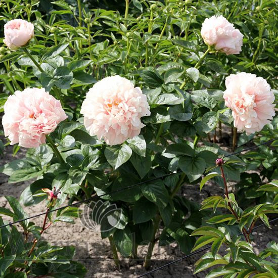 Пион нельдас джой фото Warmerdam Paeonia - Pioenen Pioenrozen Peonies Pivoines Peonia Pfingstrosen Paeo