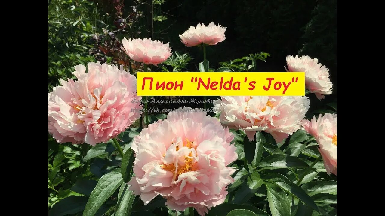 Пион нельдас джой фото peony Nelda's Joy пион Нельдас Джой. Июнь 2020г., г.Кировск, ленинградской обл. 