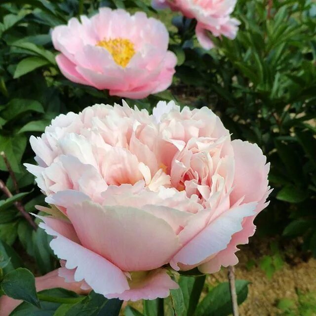 Пион нельдас джой фото Nelda's Joy Flowers, Joy, Peonies