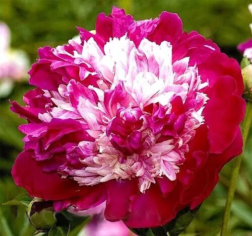 Пион нелли сейлор фото и описание Пионы - предложение весна-2013 Peonies, Beautiful flowers, Peonies garden