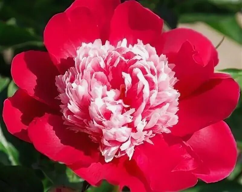 Пион нелли сейлор фото и описание Pin by Dlo jan on gol Peonies, Deer resistant perennials, Peonies garden