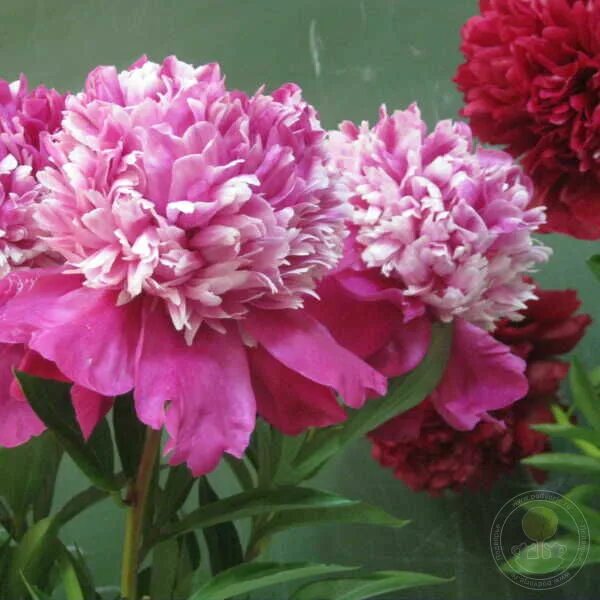 Пион нелли сейлор фото и описание Пион Нелли Сейлор (Paeonia Nellie Saylor) купить в Москве по низкой цене из пито