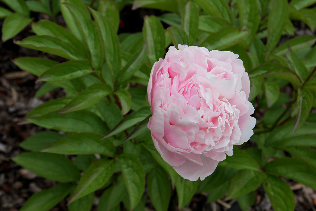 Пион нэнси николс фото Pojeng "Nancy Nora" / Peony Nancy Nora / Paeonia lactiflor. Flickr