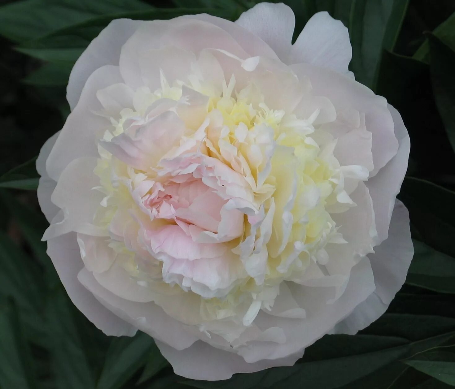 Пион нэнси николс фото Пион травянистый ФЛОРЕНС НИКОЛС (Paeonia Florence Nicholls) / Садовый центр Селя
