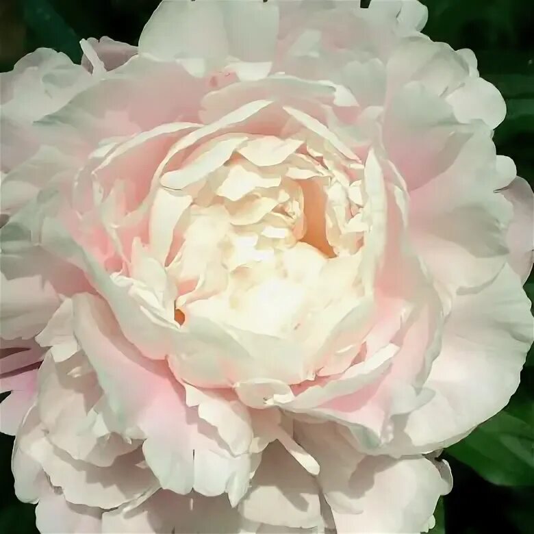 Пион нэнси николс фото Peony 'Nancy Nichols'