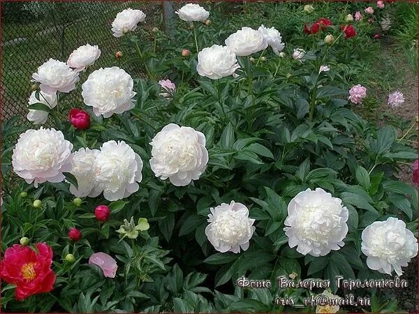 Пион нэнси николс фото Mary E Nicholls Peonies garden, Peonies, Flowers
