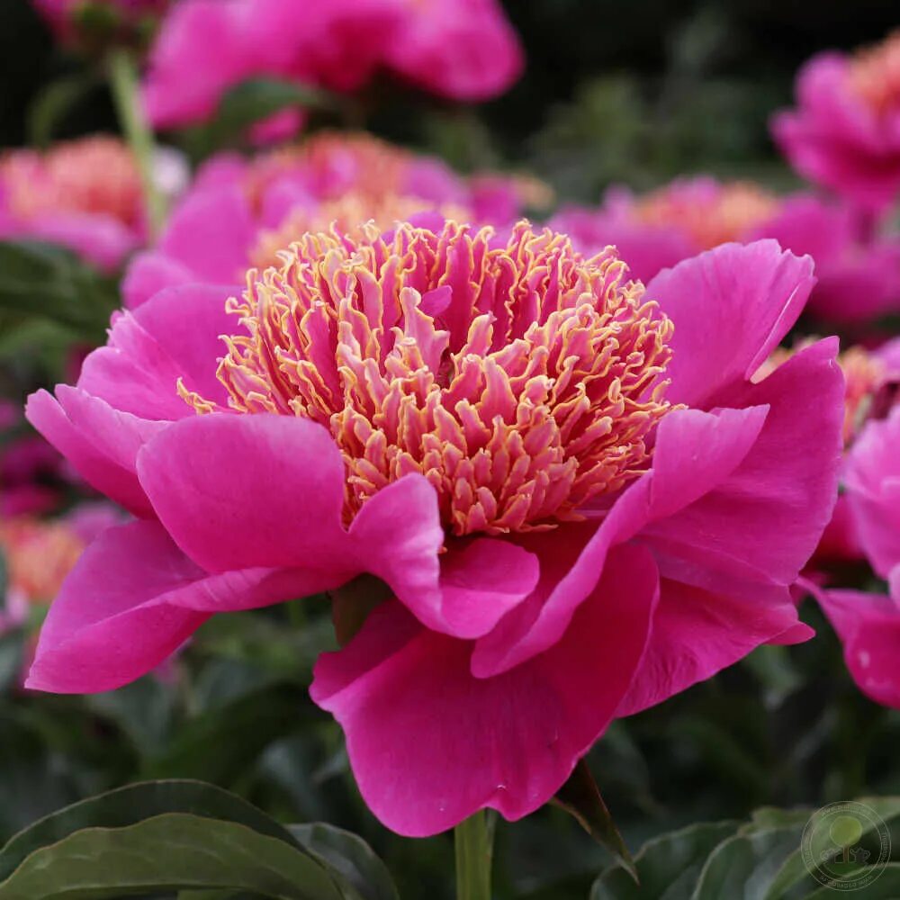 Пион неон фото и описание отзывы Пион Неон (Paeonia Neon) купить в Москве по низкой цене из питомника, доставка п