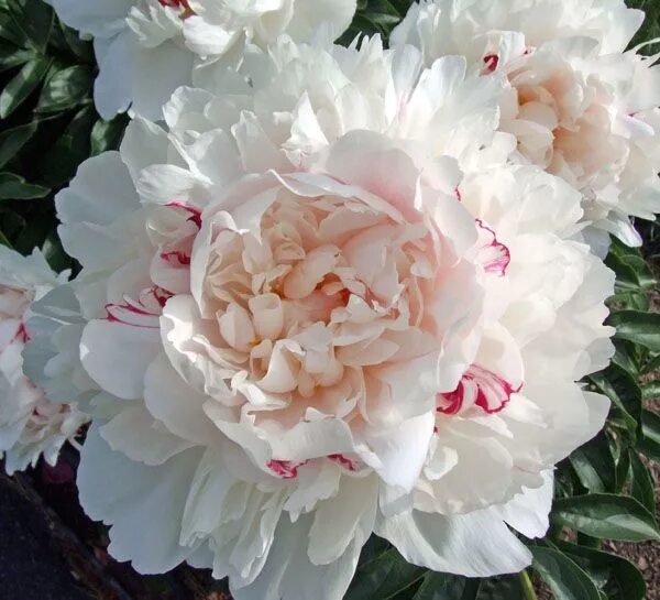 Пион невеста фото Double Chinese Peony 'Candy Heart' (Paeonia lactiflora) Пионы, Красивые цветы, Ц