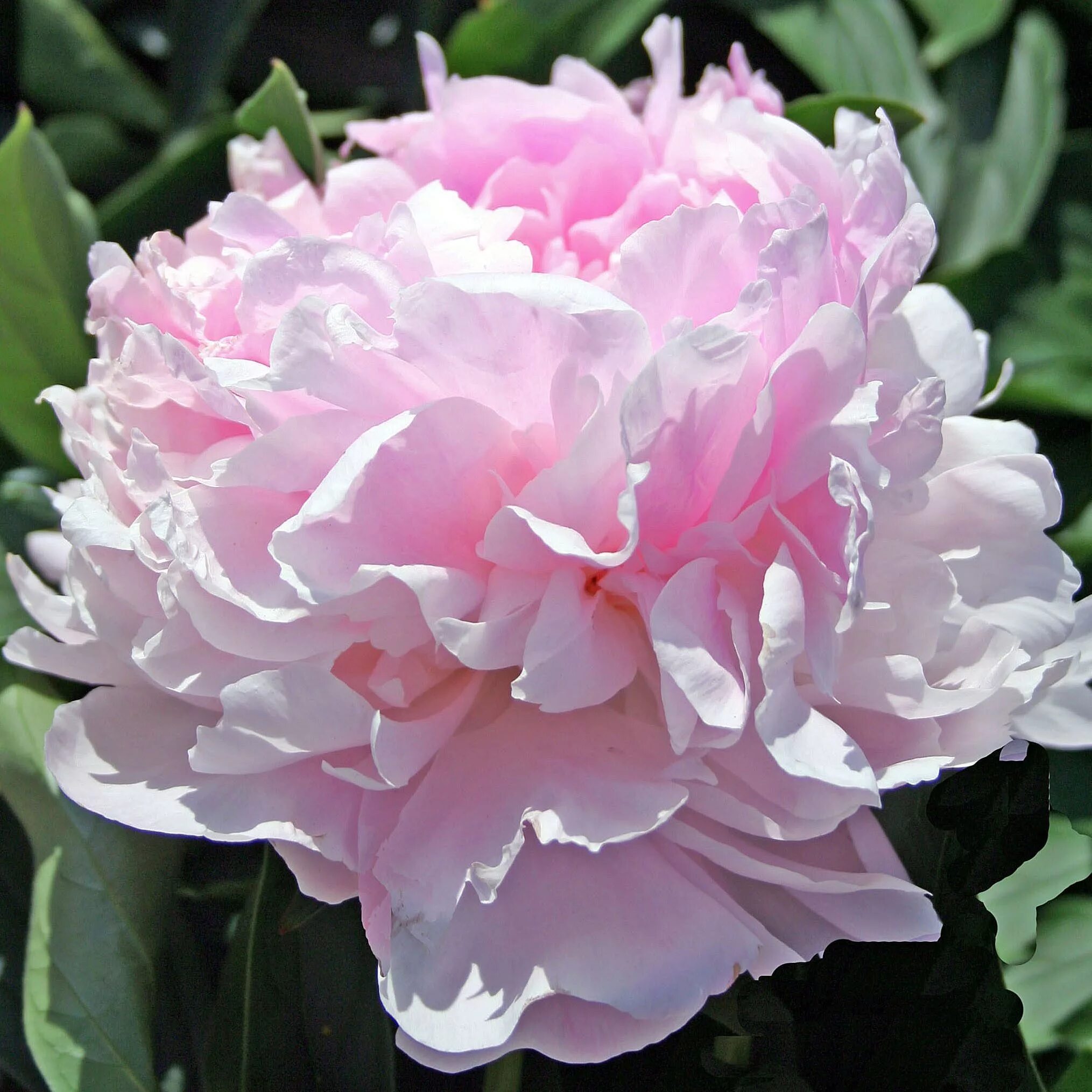 Пион нежный фото и описание Пион молочноцветковый/Paeonia lactiflora - Пион/Paeonia - Садовый центр ЛЕТО