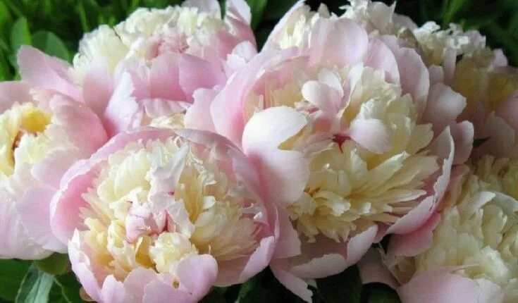 Пион нежный фото и описание Butter bowl #peonies. #queenm 3 Пионы, Красивые цветы, Фотографии цветов