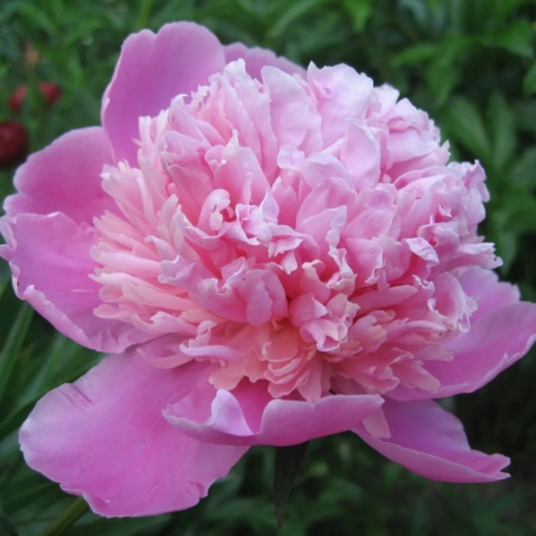 Пион нежный фото и описание Пион Дюшес де Орлеан - Paeonia Duchesse de Orleans