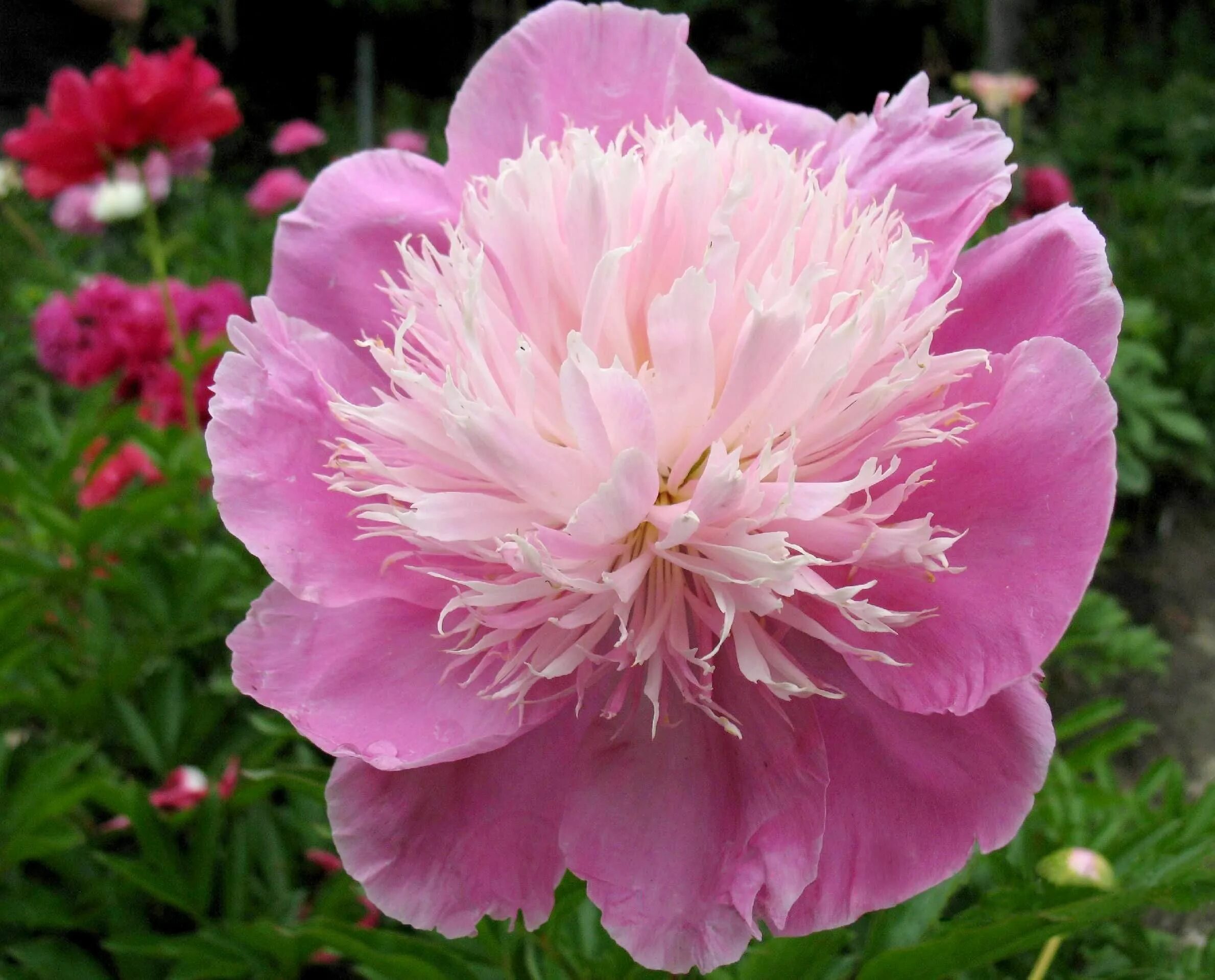 Пион нежный фото и описание Beautiful peonies Peonies, Love flowers, Flowers