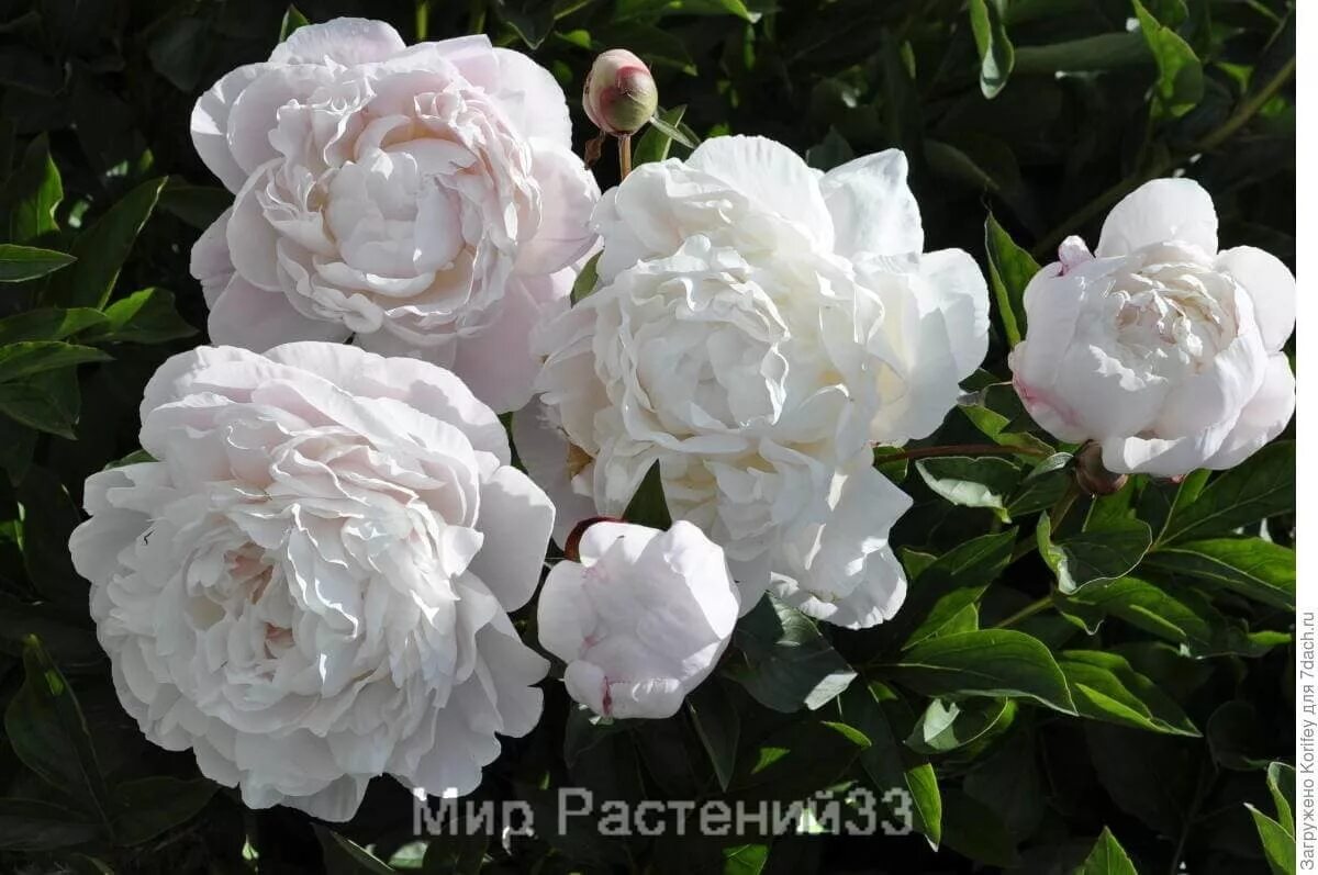 Пион ник шейлор фото Пион Ник Шейлор (Nick Shaylor) Купить c доставкой. Самовывоз - Питомник саженцев