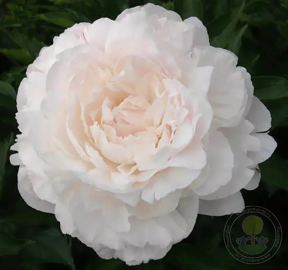 Пион ник шейлор фото Пион Ник Шейлор (Paeonia Nick Shaylor) купить в Москве по низкой цене из питомни