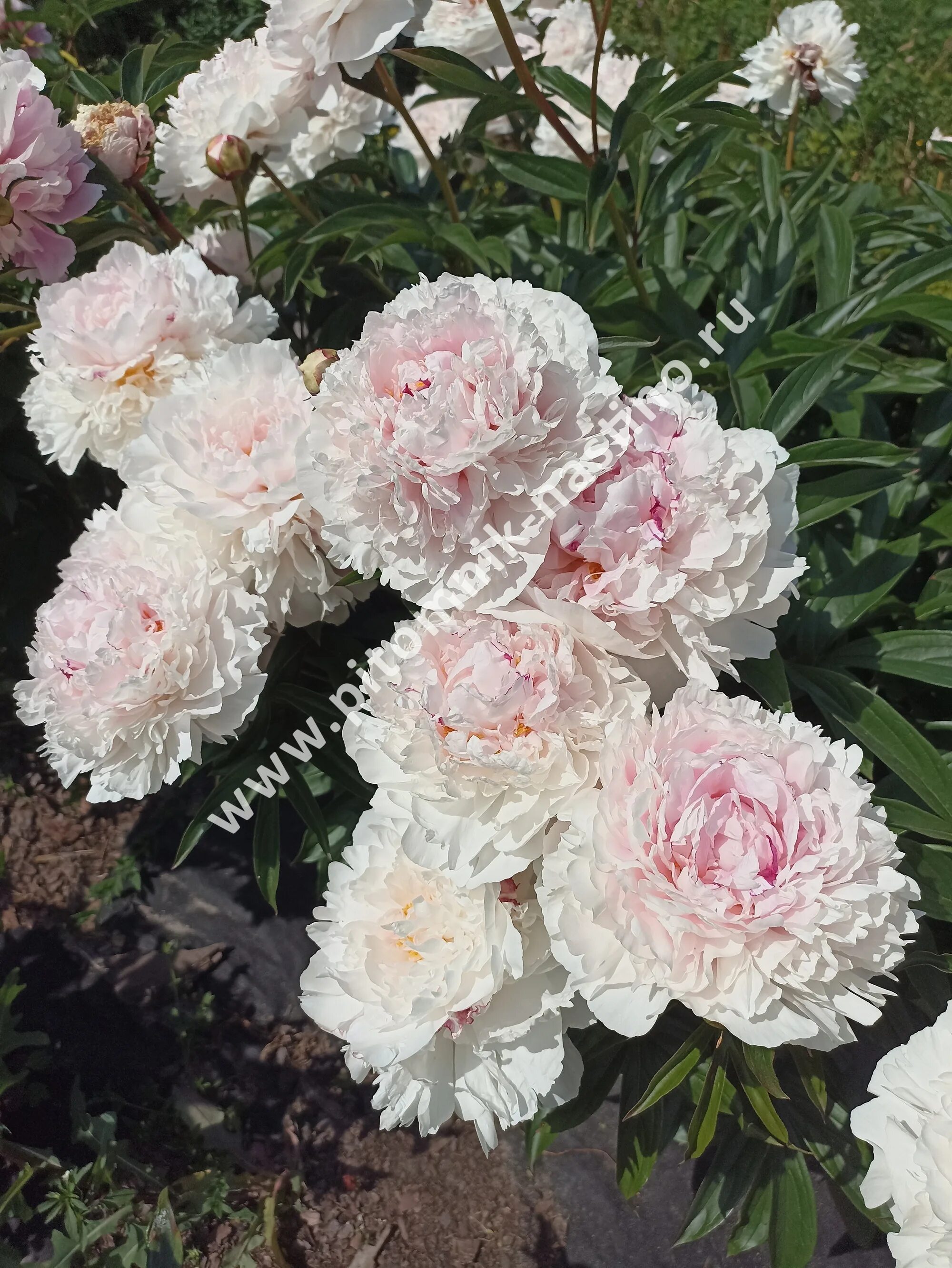 Пион ник шейлор фото и описание Пион Ник Шейлор (Paeonia lactiflora Nick Shaylor) ОКС