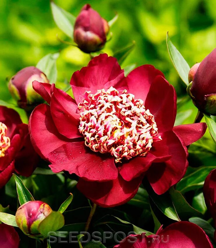 Пион ниппон бьюти фото и описание Пион молочноцветковый NIPPON BEAUTY, 1 шт., купить саженцы в интернет магазине S