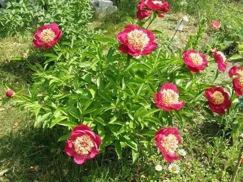 Пион ниппон бьюти фото и описание Пион Ниппон Бьюти (Nippon Beauty): описание, фото, посадка и уход, отзывы