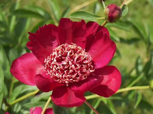 Пион ниппон бьюти фото и описание Highly popular, Peony 'Nippon Beauty' (Paeonia lactiflora) is a striking Japanes