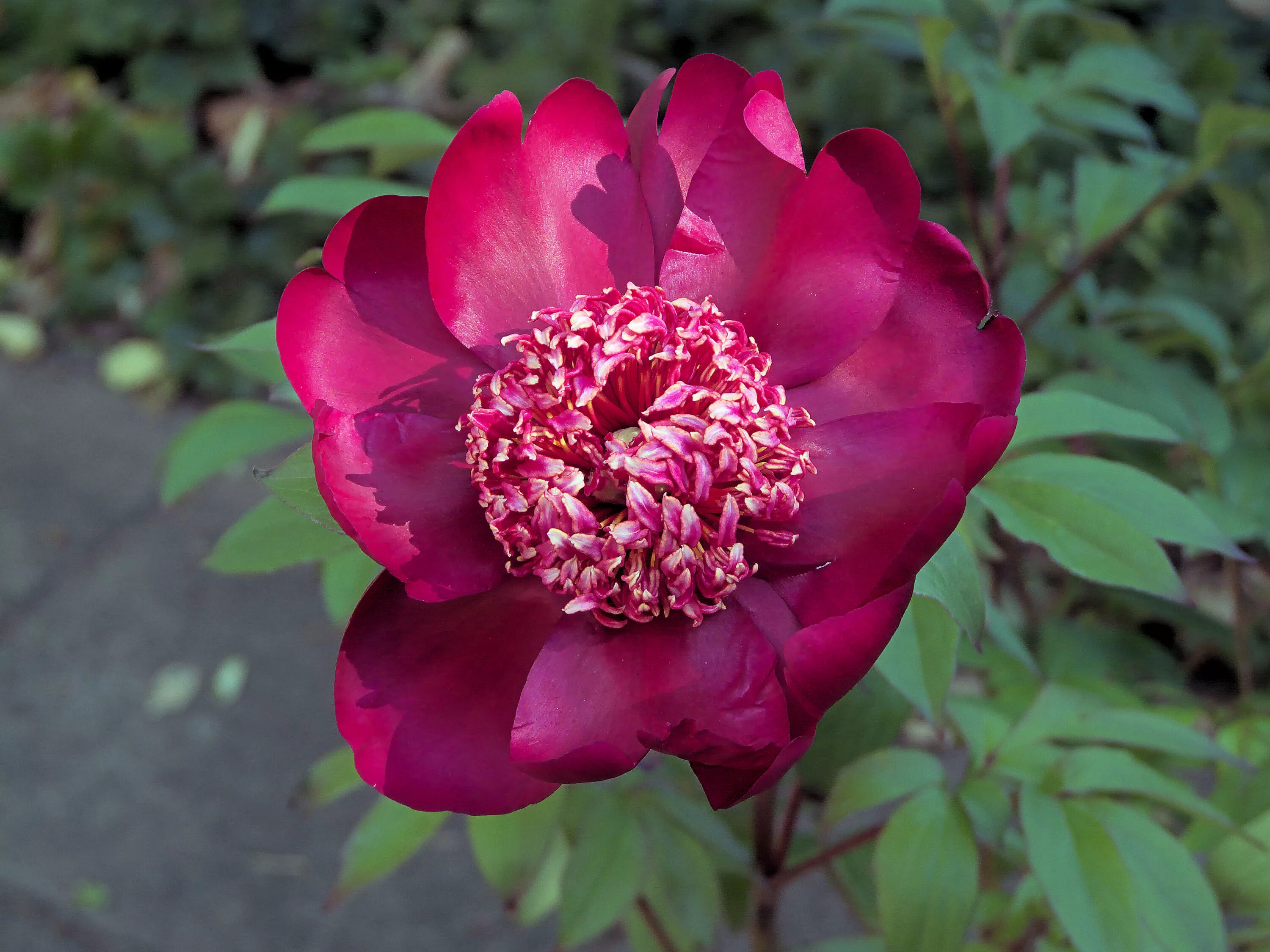 Пион ниппон бьюти фото и описание File:Paeonia 'Nippon Beauty'.jpg - Wikimedia Commons