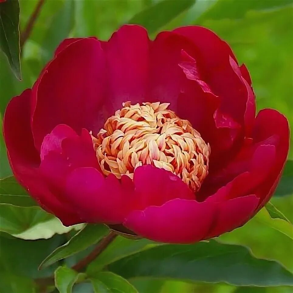 Пион ниппон бьюти фото и описание Пион 'Ниппон Бьюти' / Paeonia 'Nippon Beauty' - Ландшафтная компания Эдельвейс