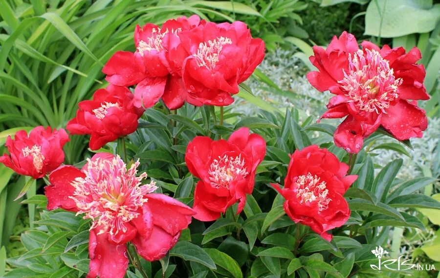 Пион ниппон бьюти фото и описание NIPPON BEAUTY2 Iris.in.ua
