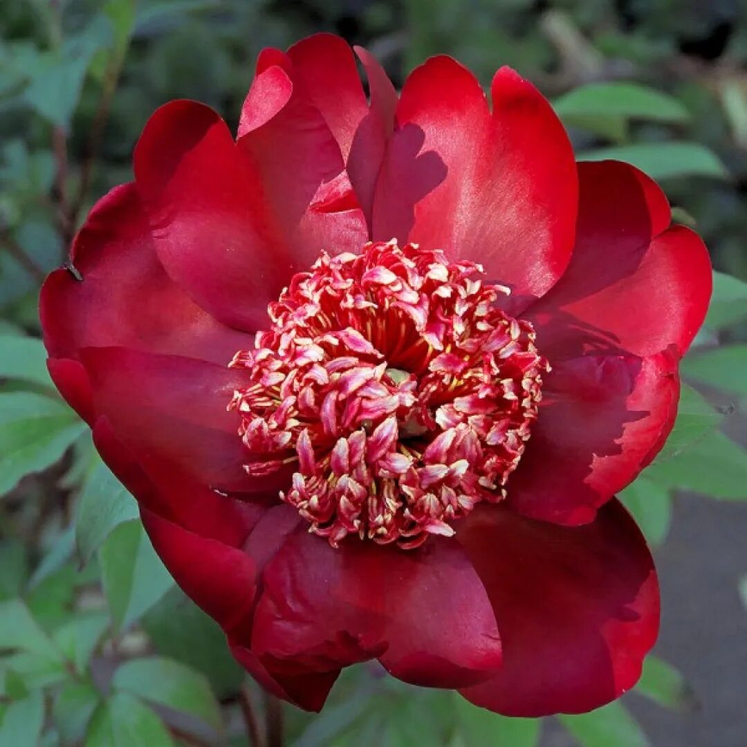 Пион ниппон фото и описание Пион Ниппон Бьюти - Paeonia Nippon Beauty