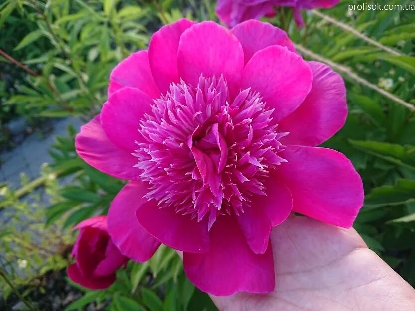 Пион ниппон фото и описание ᐅ Півонія "Ніппон Перейд" (Paeonia "Nippon Parade") купити за ціною виробника ін