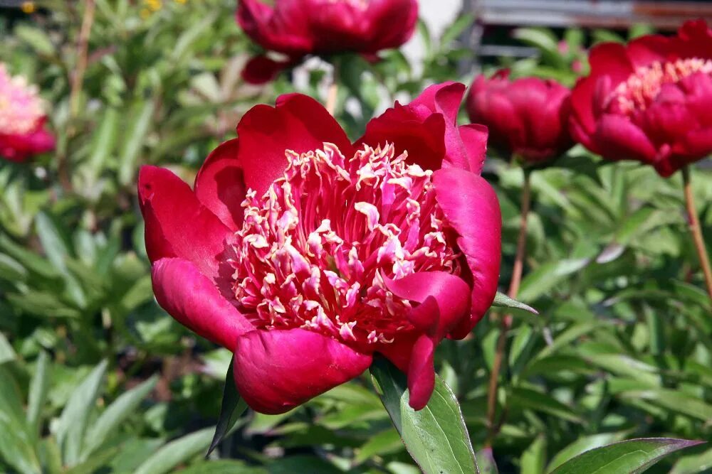 Пион ниппон фото и описание File:Paeonia lactiflora Nippon Beauty 0zz.jpg - Wikimedia Commons