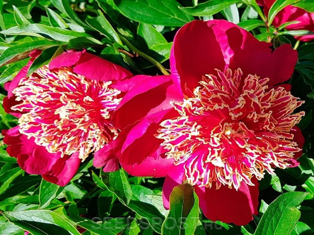 Пион ниппон фото и описание Пион молочноцветковый NIPPON BEAUTY, 1 шт., купить саженцы в интернет магазине S