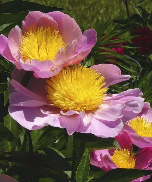 Пион ниппон фото и описание Paeonia 'Nippon Gold' - GARDENIDEA