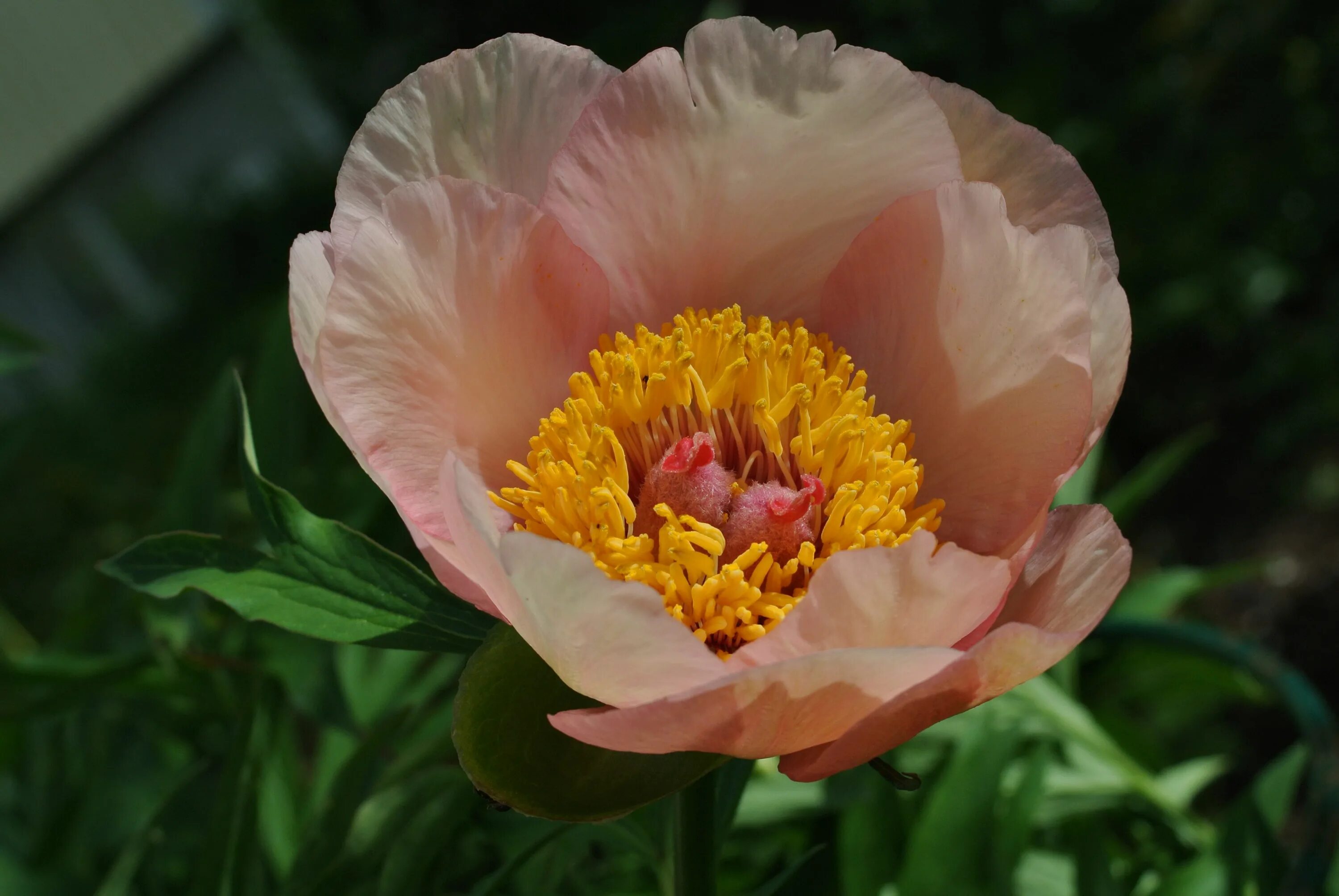 Пион ноузгей фото и описание Paeonia hybrid 'Nosegay' Nosegay, Peonies, Plants