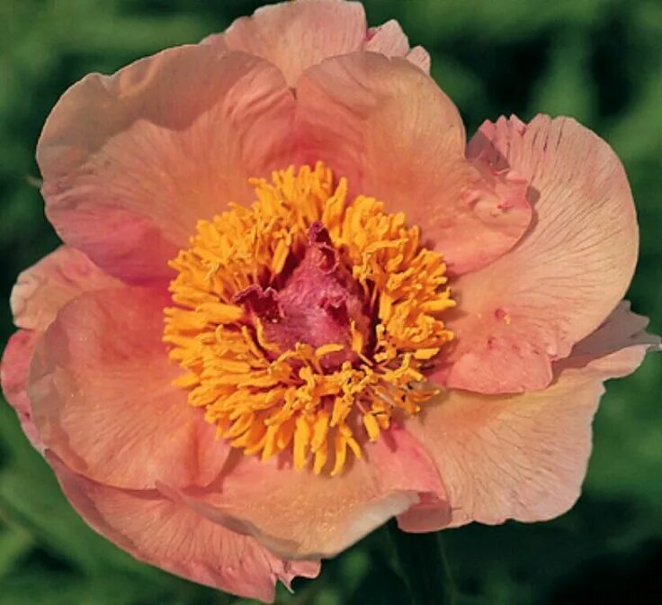 Пион ноузгей фото и описание Peony, "Nosegay" Peonies, Nosegay, Peonies garden
