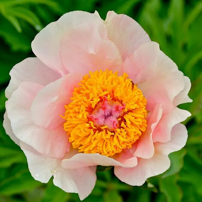 Пион ноузгей фото и описание Пион 'Ноузгэй / Paeonia hybrida 'Nosegay' - Ландшафтная компания Эдельвейс