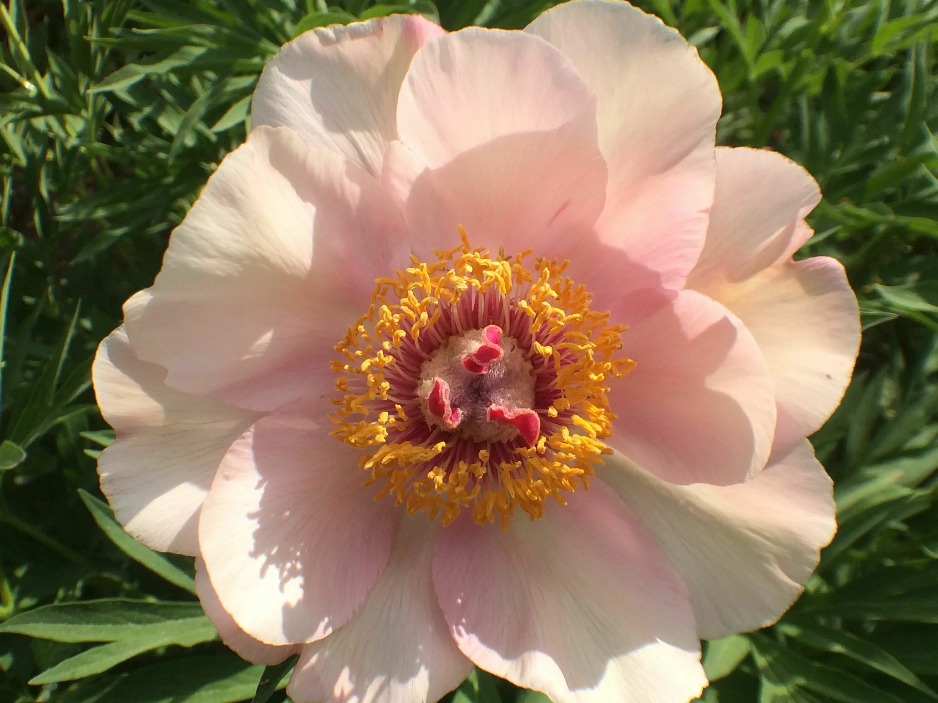 Пион ноузгей фото и описание Nosegay Nosegay, Peonies, Flowers