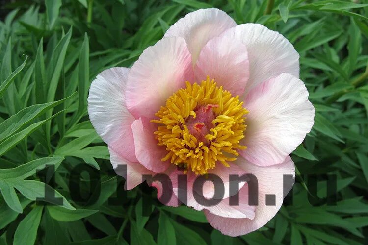 Пион ноузгей фото и описание Пион Ноузгей Фото И Описание - New-Freepik.Ru
